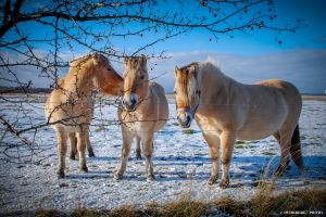 055-Kalvebod Fælled.jpg